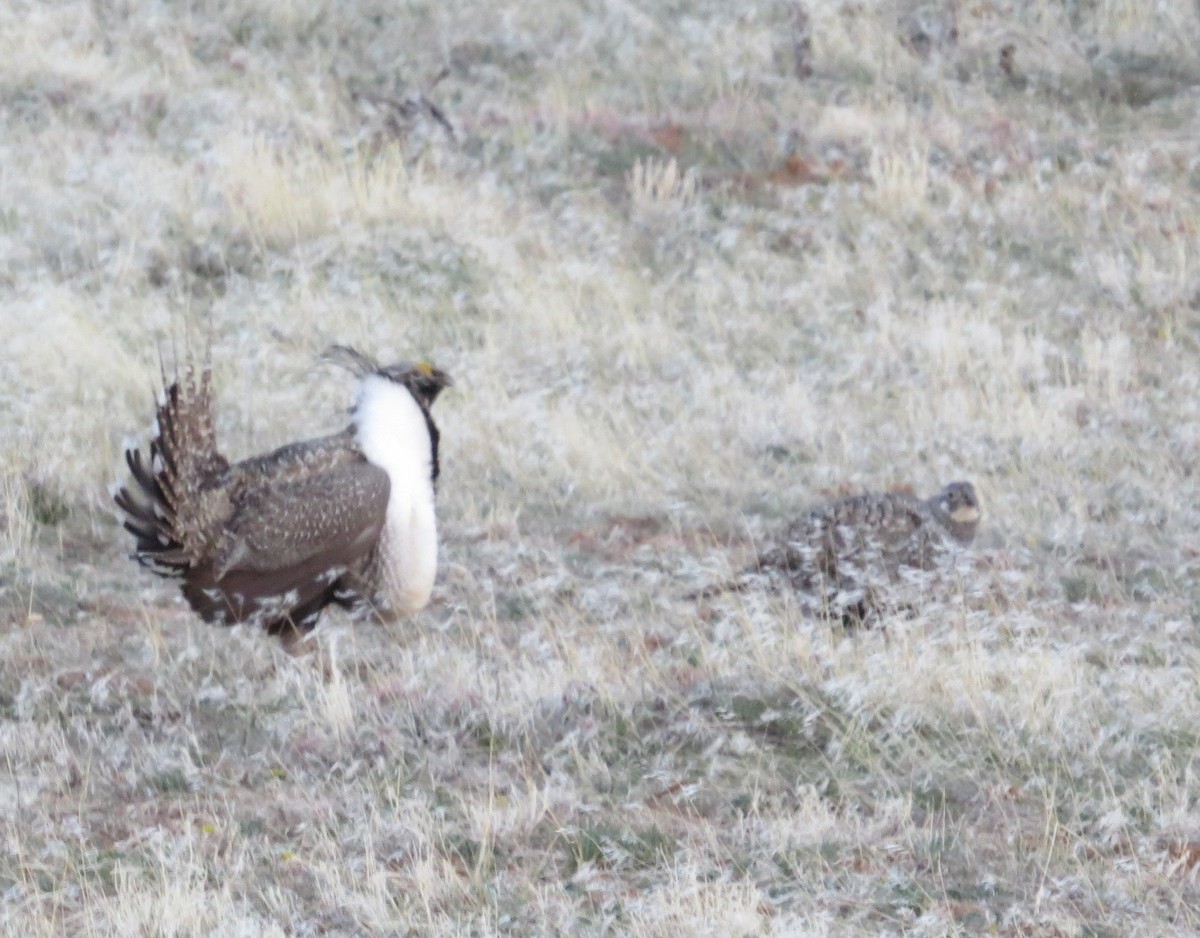 Greater Sage-Grouse - sheryl mcnair