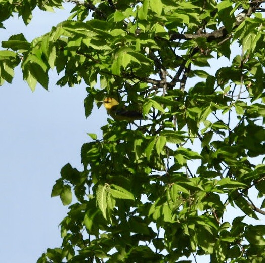 Blue-winged Warbler - Beth Lenoble