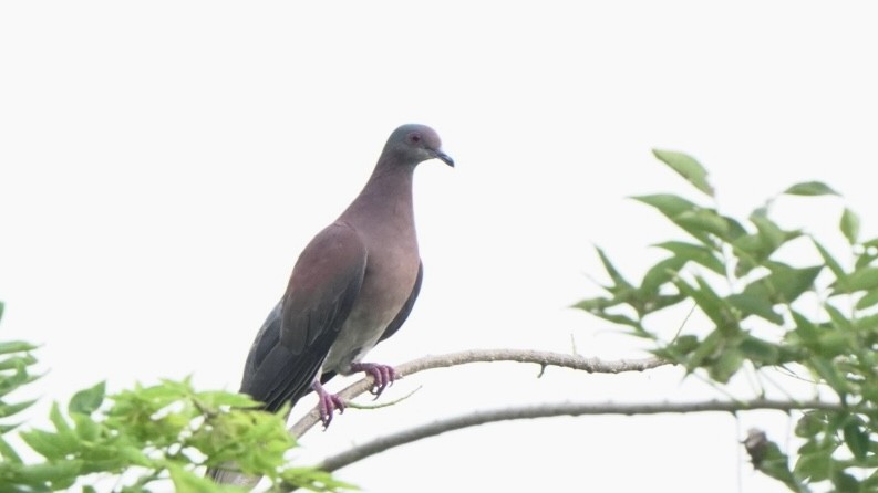 Pale-vented Pigeon - ML618568800