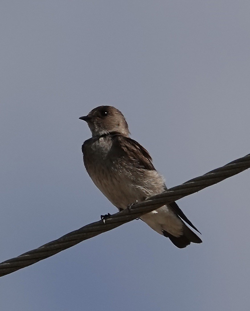 Northern Rough-winged Swallow - ML618568801