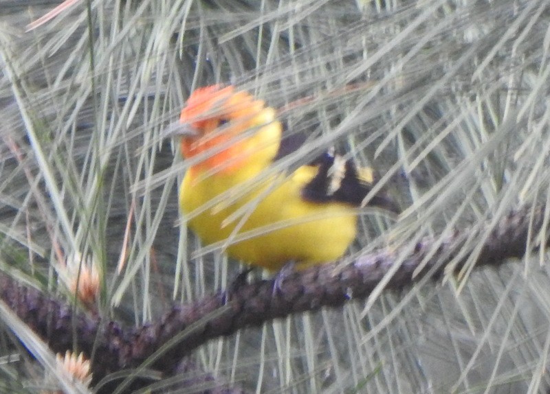 Western Tanager - ML618568815