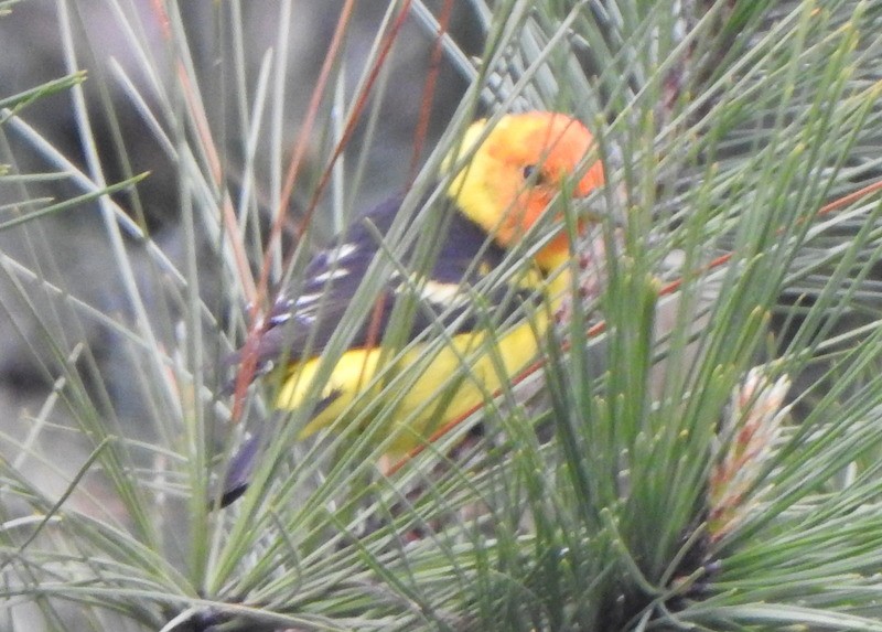 Western Tanager - ML618568816