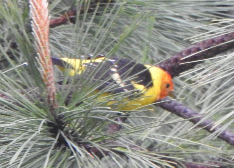 Western Tanager - ML618568817