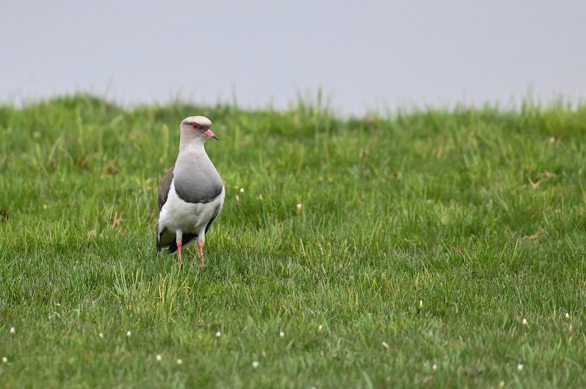 Andean Lapwing - ML618568843