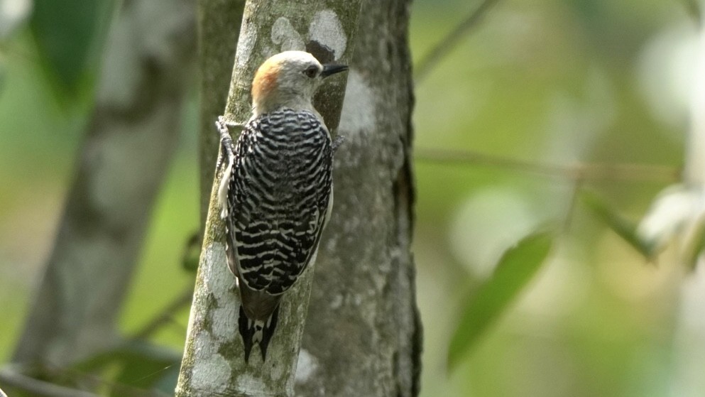 Red-crowned Woodpecker - ML618568849
