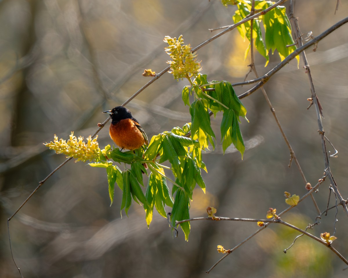 Orchard Oriole - ML618568881
