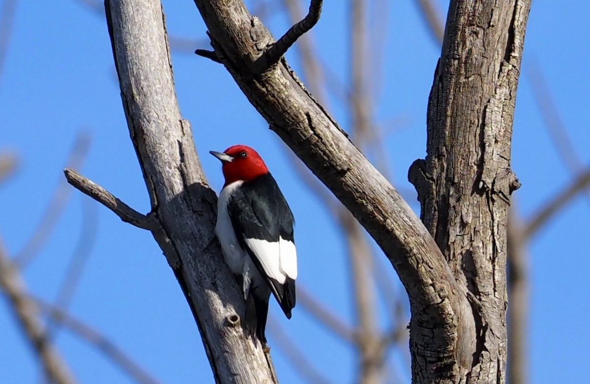 Red-headed Woodpecker - ML618568884