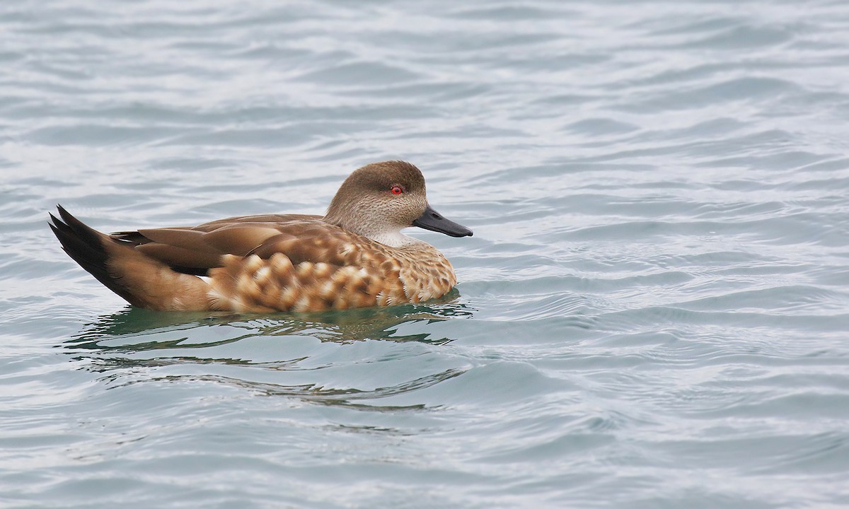 Crested Duck - ML618568929