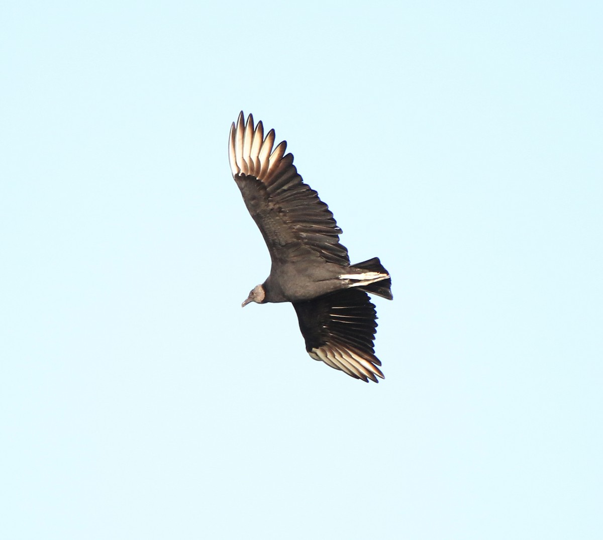 Black Vulture - ML618568951