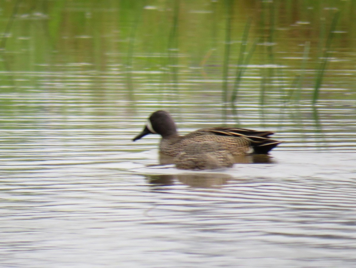 Blue-winged Teal - ML618569046