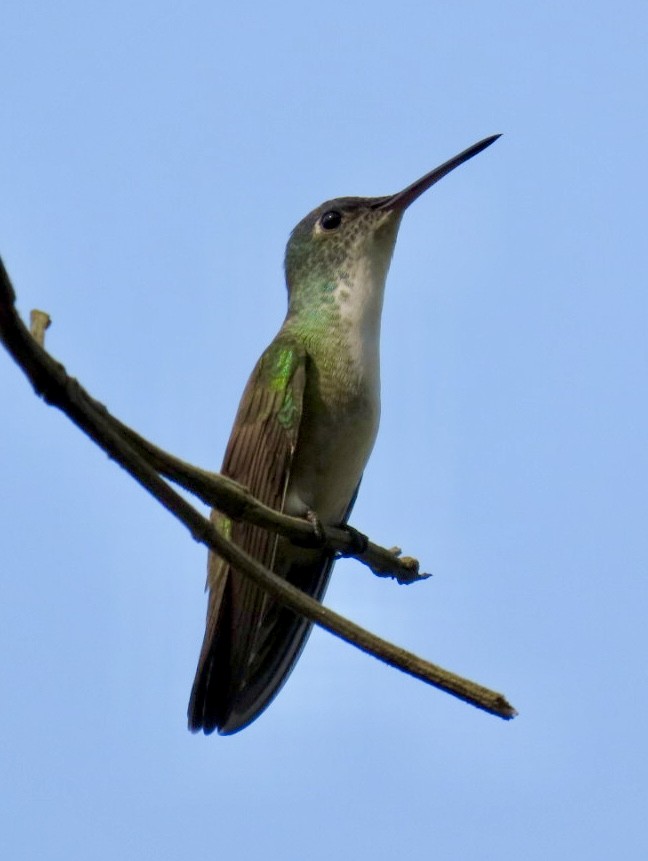 Azure-crowned Hummingbird - ML618569067