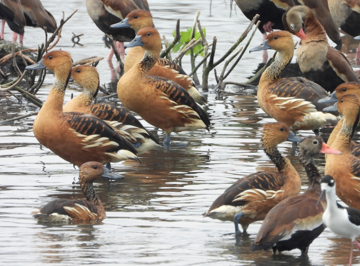 Fulvous Whistling-Duck - ML618569106