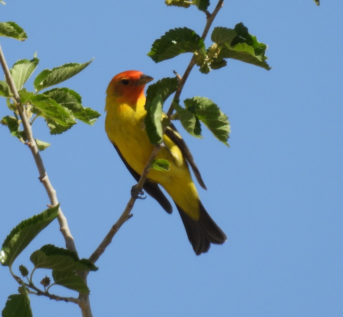 Western Tanager - ML618569116