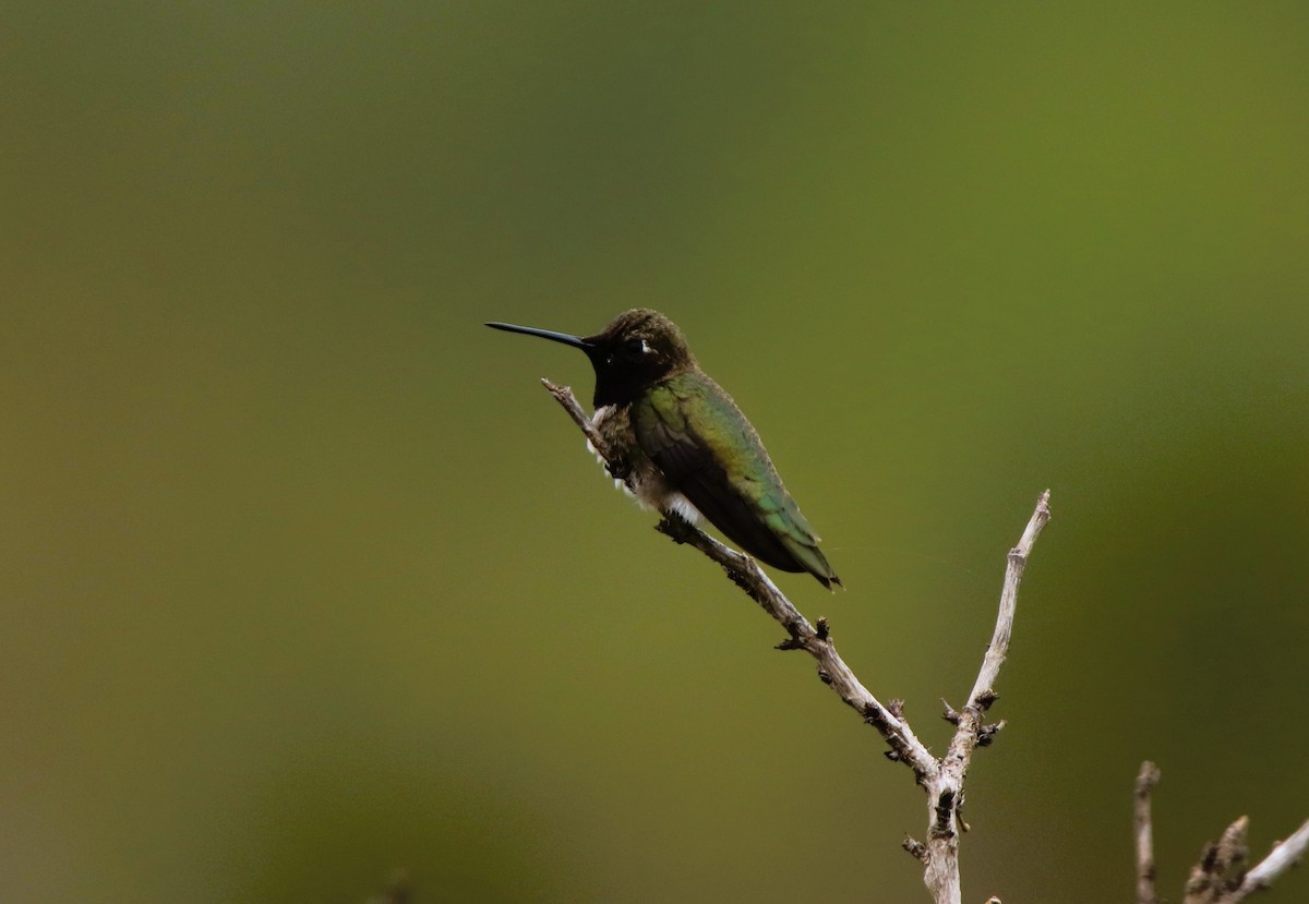 Black-chinned Hummingbird - Ruth King