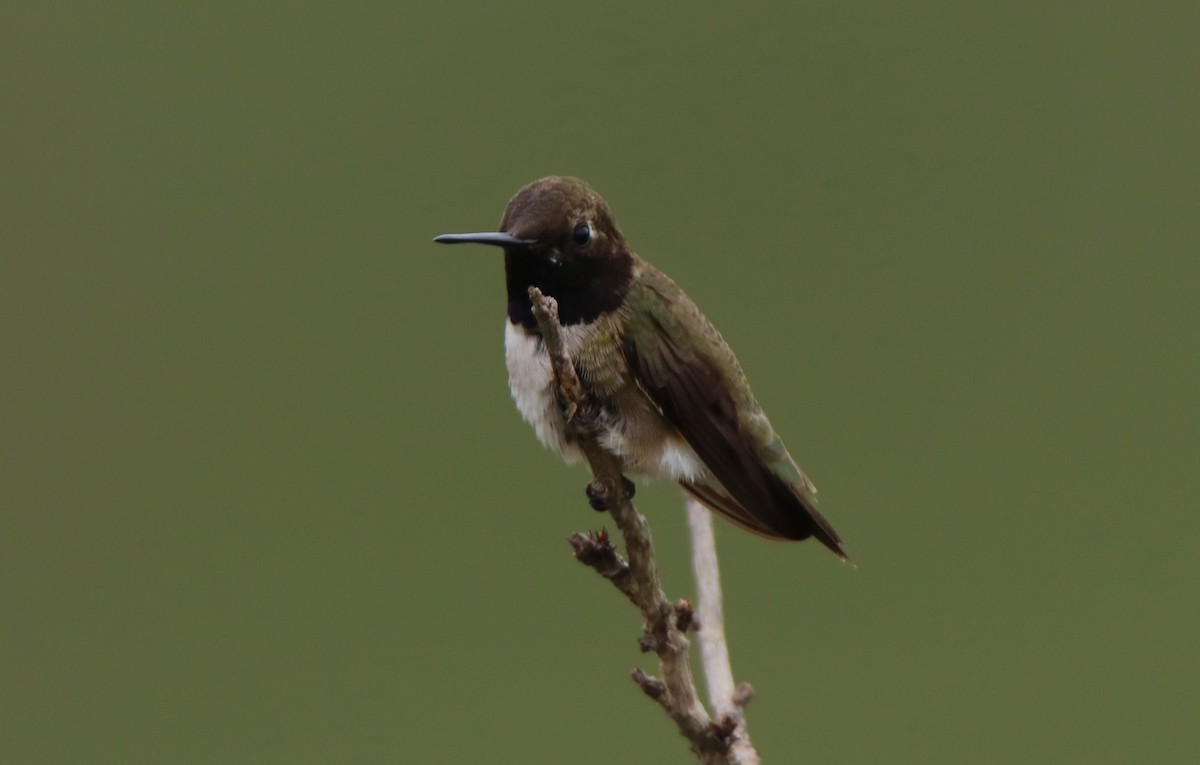 Black-chinned Hummingbird - ML618569119
