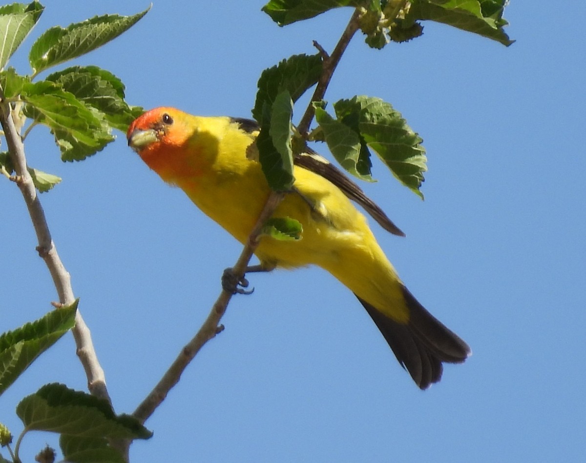 Western Tanager - ML618569124