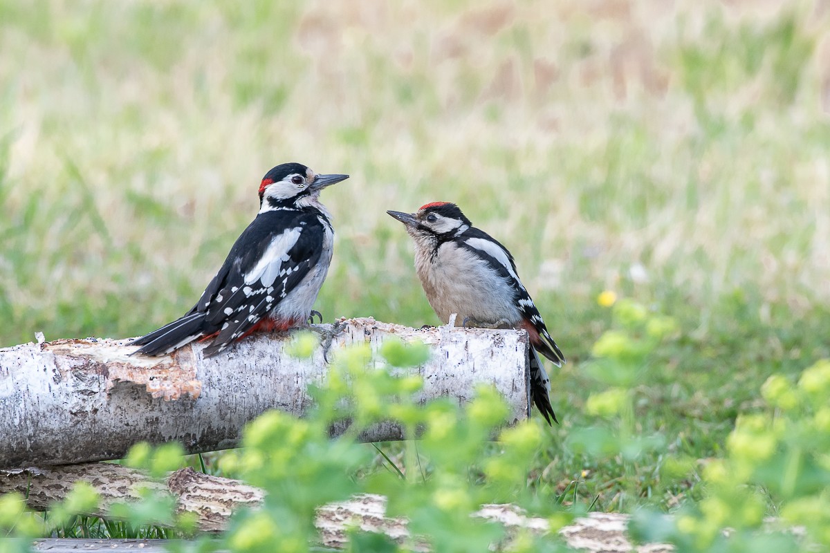 Great Spotted Woodpecker - ML618569129