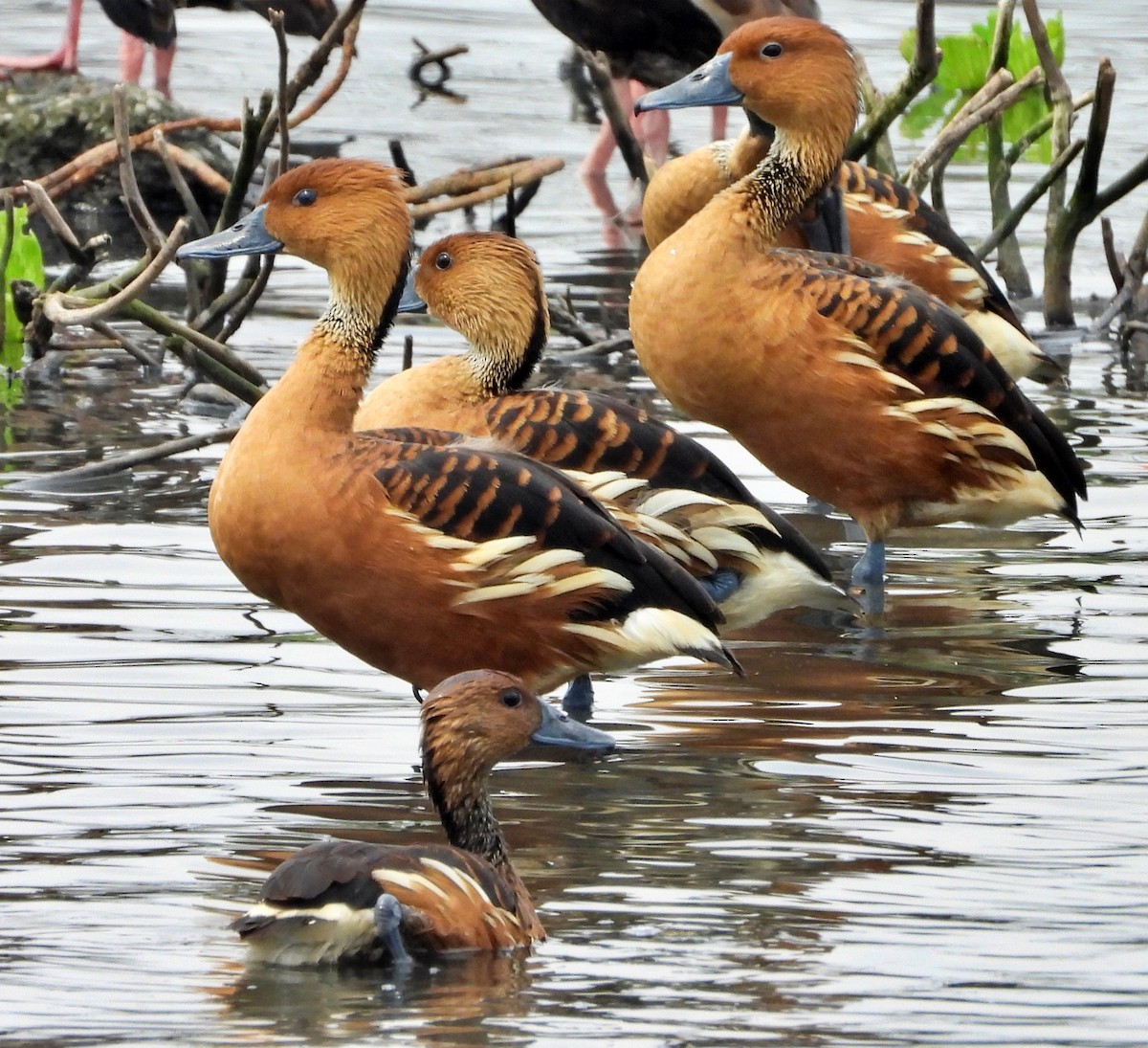 Fulvous Whistling-Duck - ML618569131
