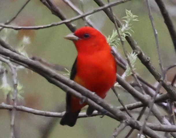 Scarlet Tanager - ML618569146