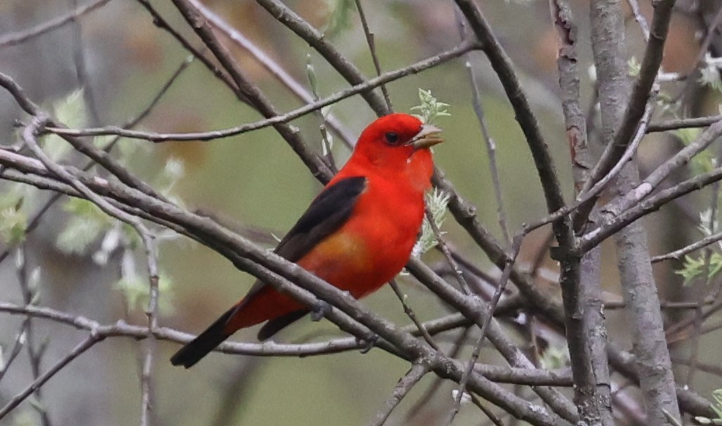 Scarlet Tanager - ML618569147