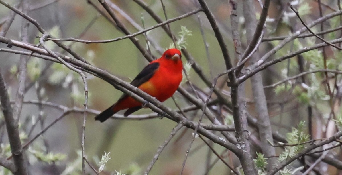 Scarlet Tanager - ML618569148