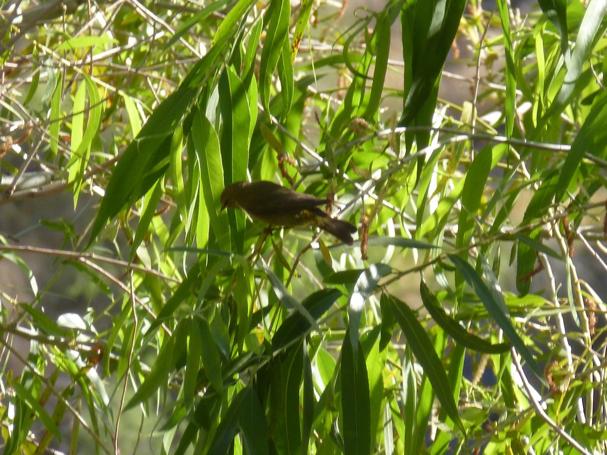 Orange-crowned Warbler - Anthony Robinson