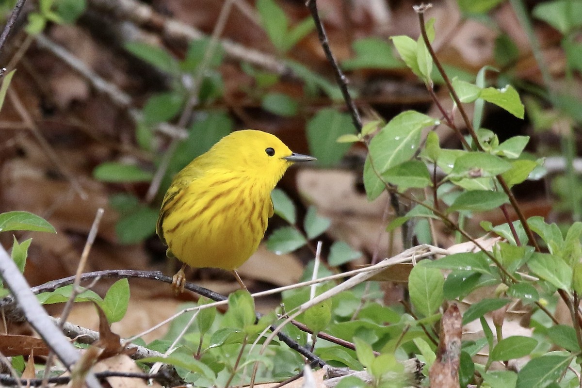 Yellow Warbler (Northern) - ML618569158