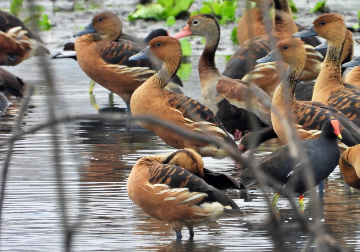 Fulvous Whistling-Duck - ML618569161