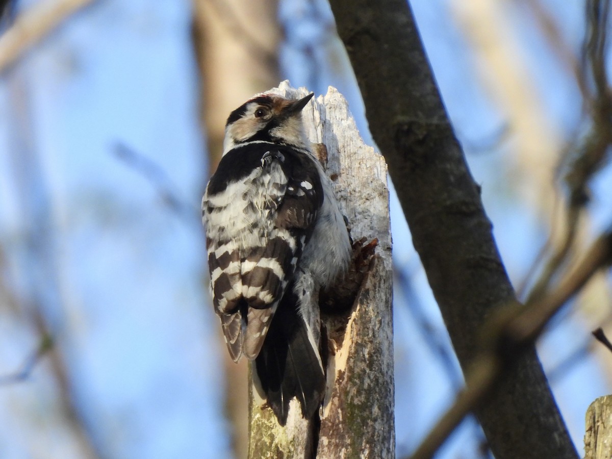 Lesser Spotted Woodpecker - Adrián Colino Barea