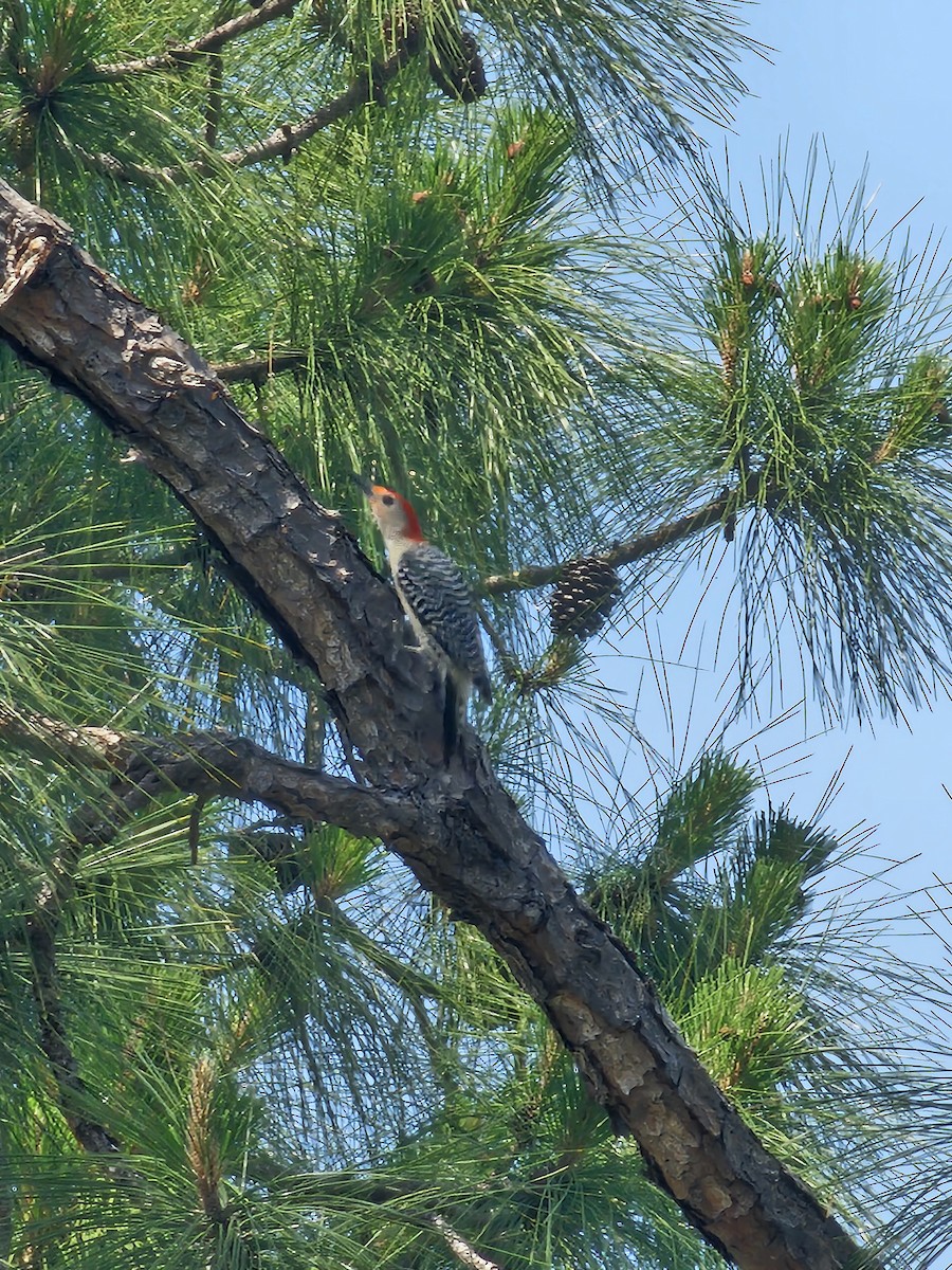 Red-bellied Woodpecker - ML618569216