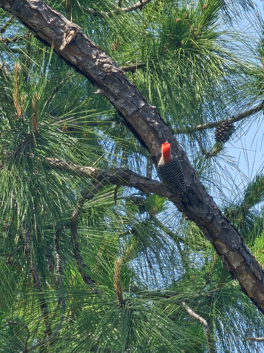 Red-bellied Woodpecker - ML618569217