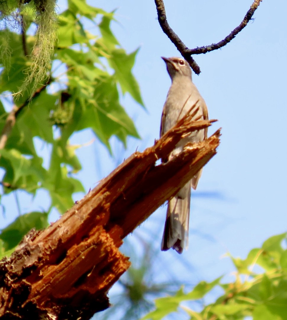Brown-backed Solitaire - ML618569246