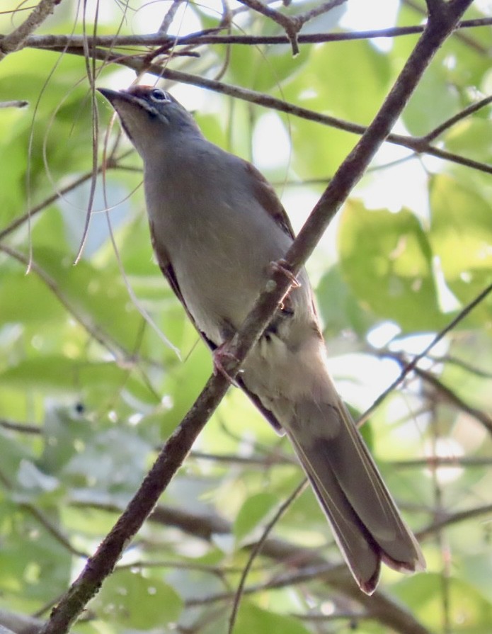Brown-backed Solitaire - ML618569247