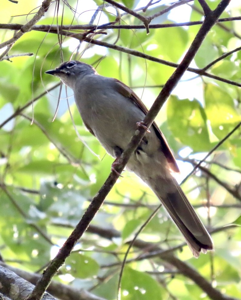 Brown-backed Solitaire - ML618569248