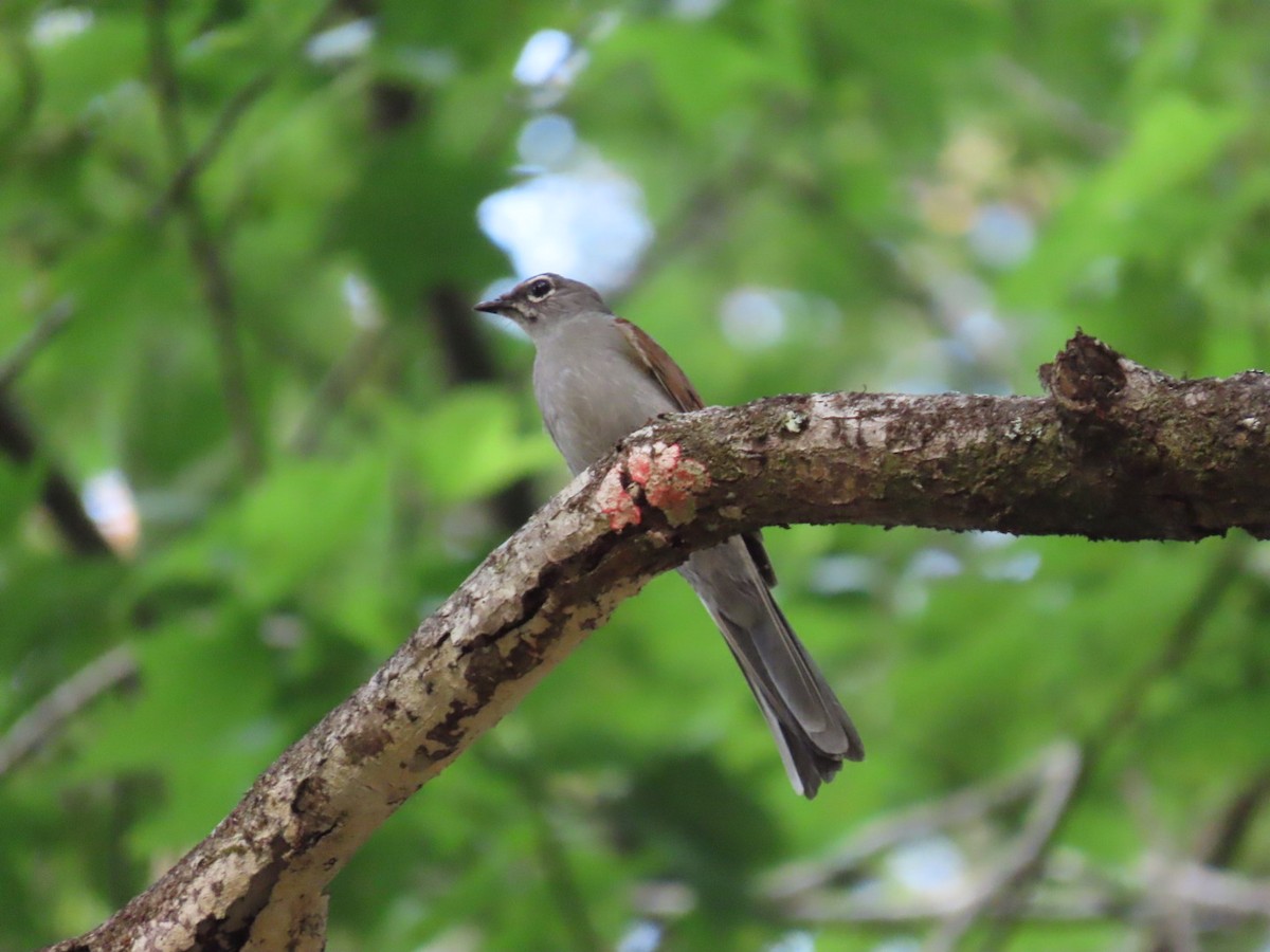 Brown-backed Solitaire - ML618569250