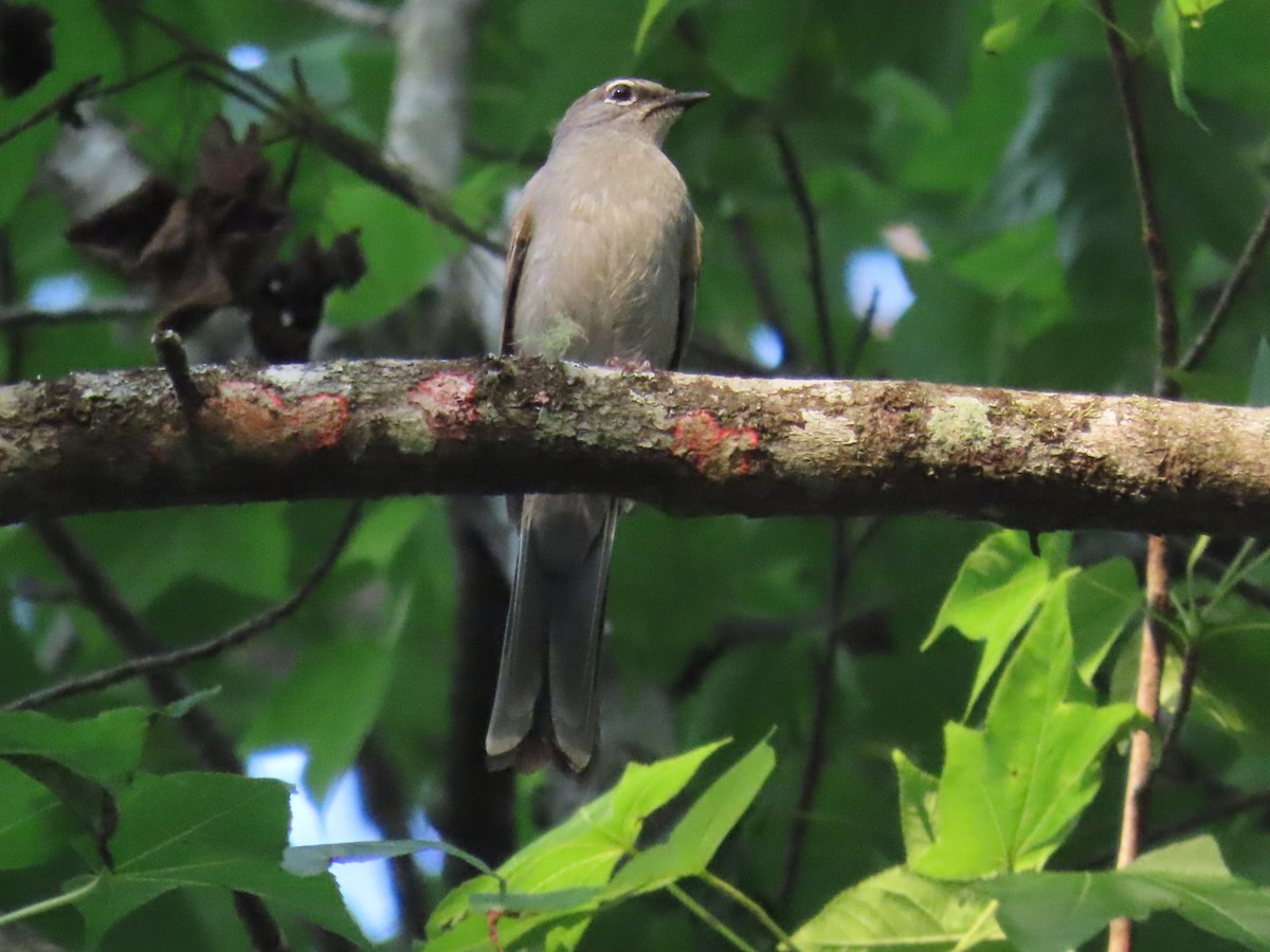 Brown-backed Solitaire - ML618569252