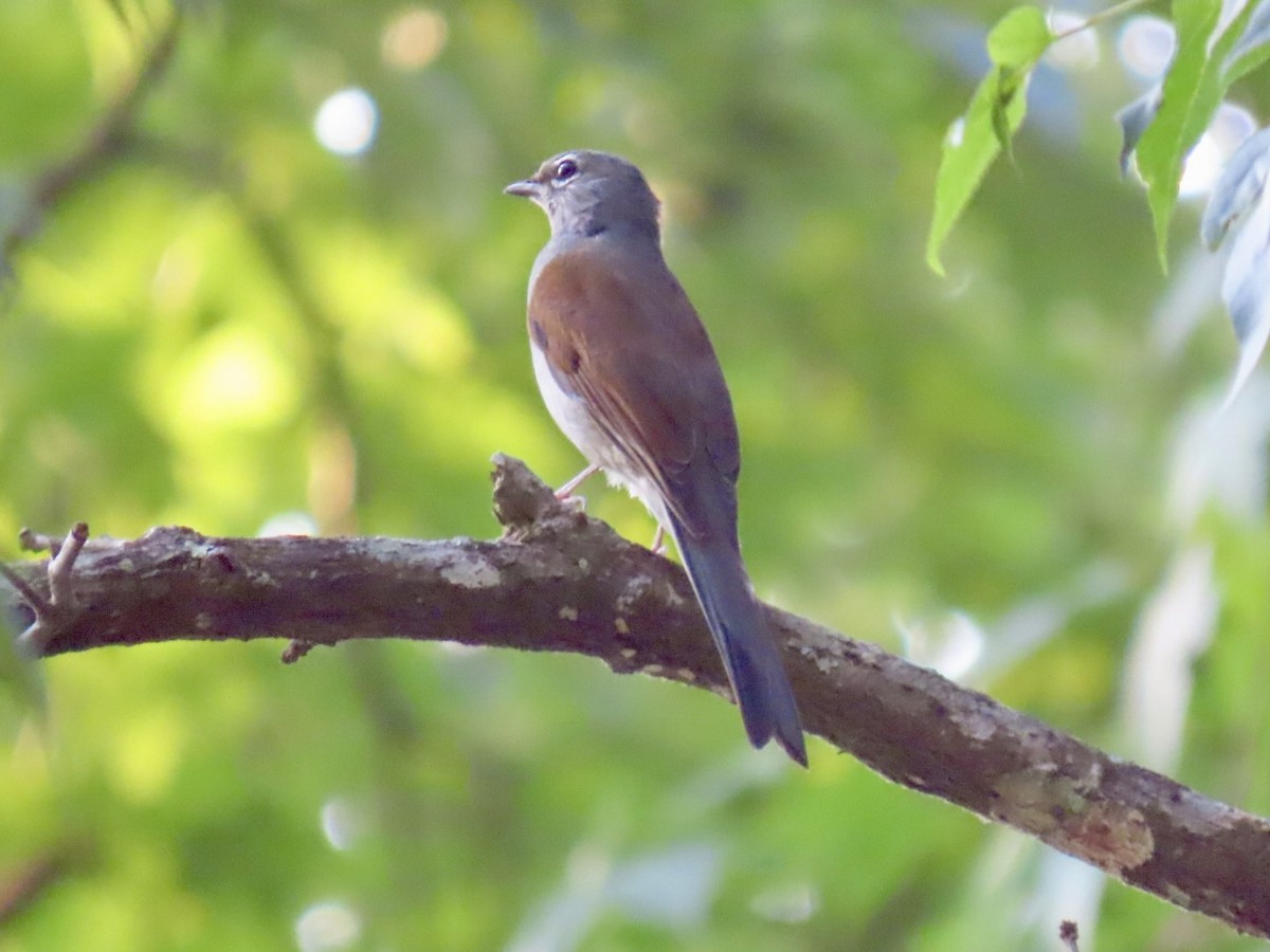 Brown-backed Solitaire - ML618569253