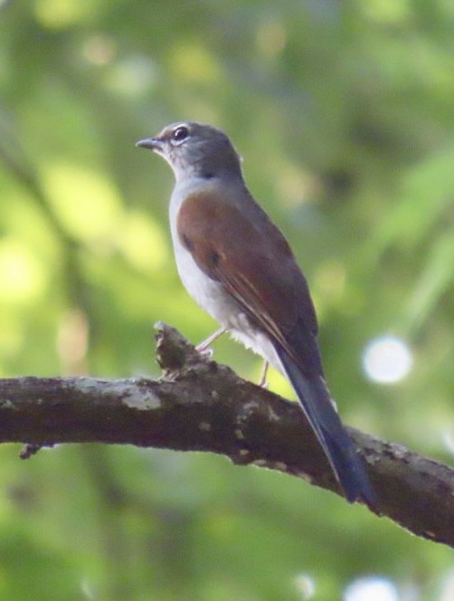 Brown-backed Solitaire - ML618569254