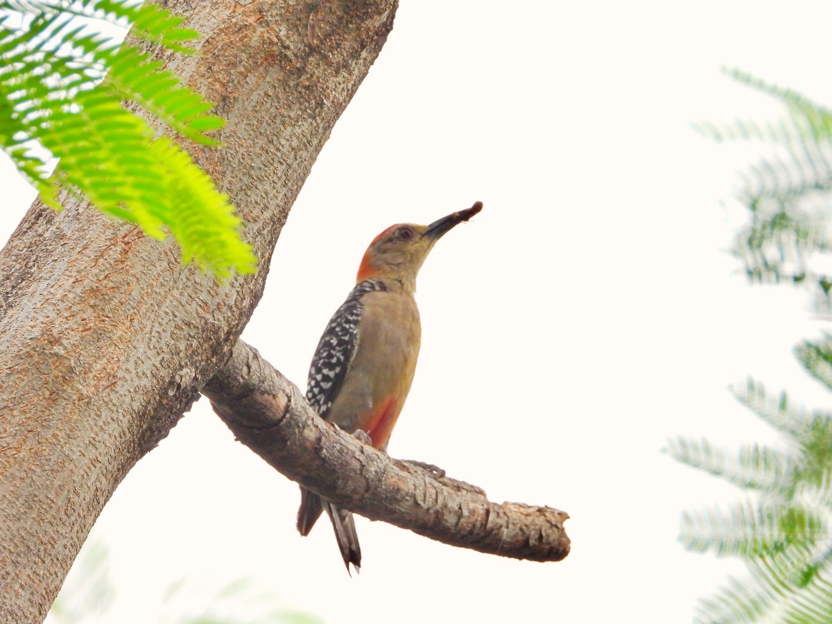 Red-crowned Woodpecker - ML618569284