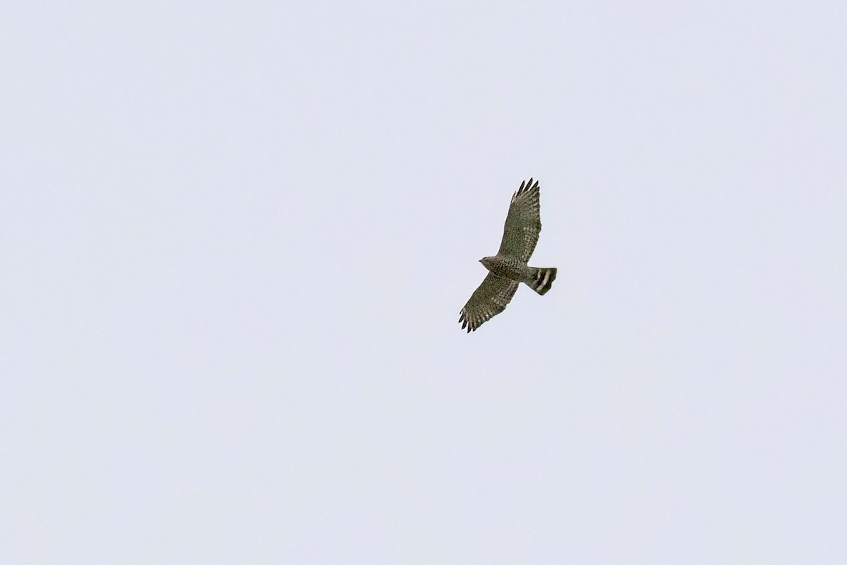 Broad-winged Hawk - ML618569298