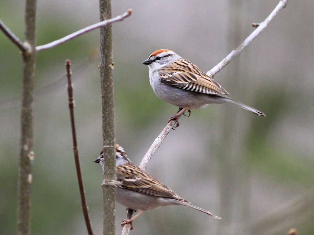 Chipping Sparrow - ML618569334