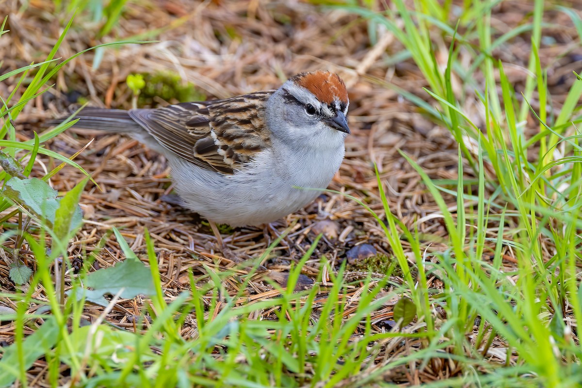 Chipping Sparrow - ML618569373