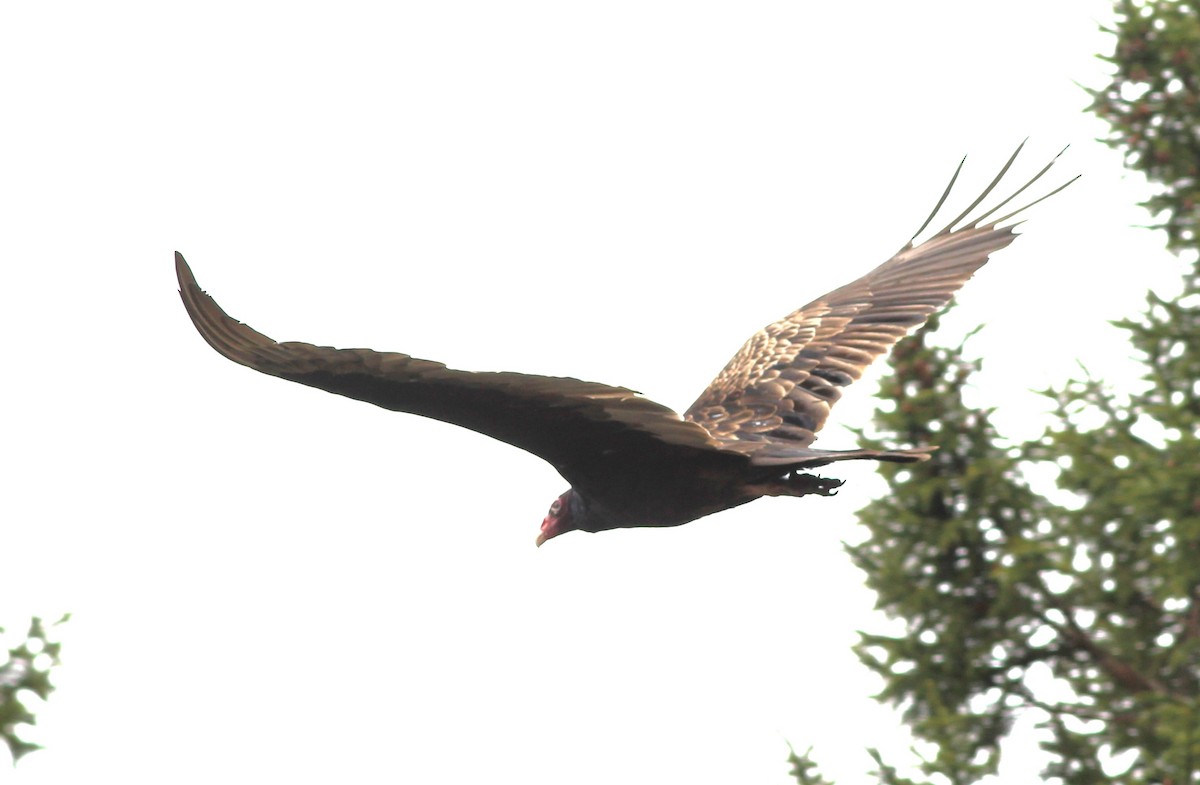 Turkey Vulture - ML618569378