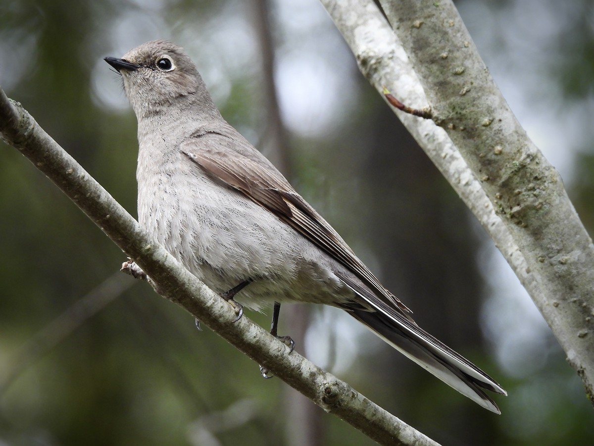 Townsend's Solitaire - ML618569382
