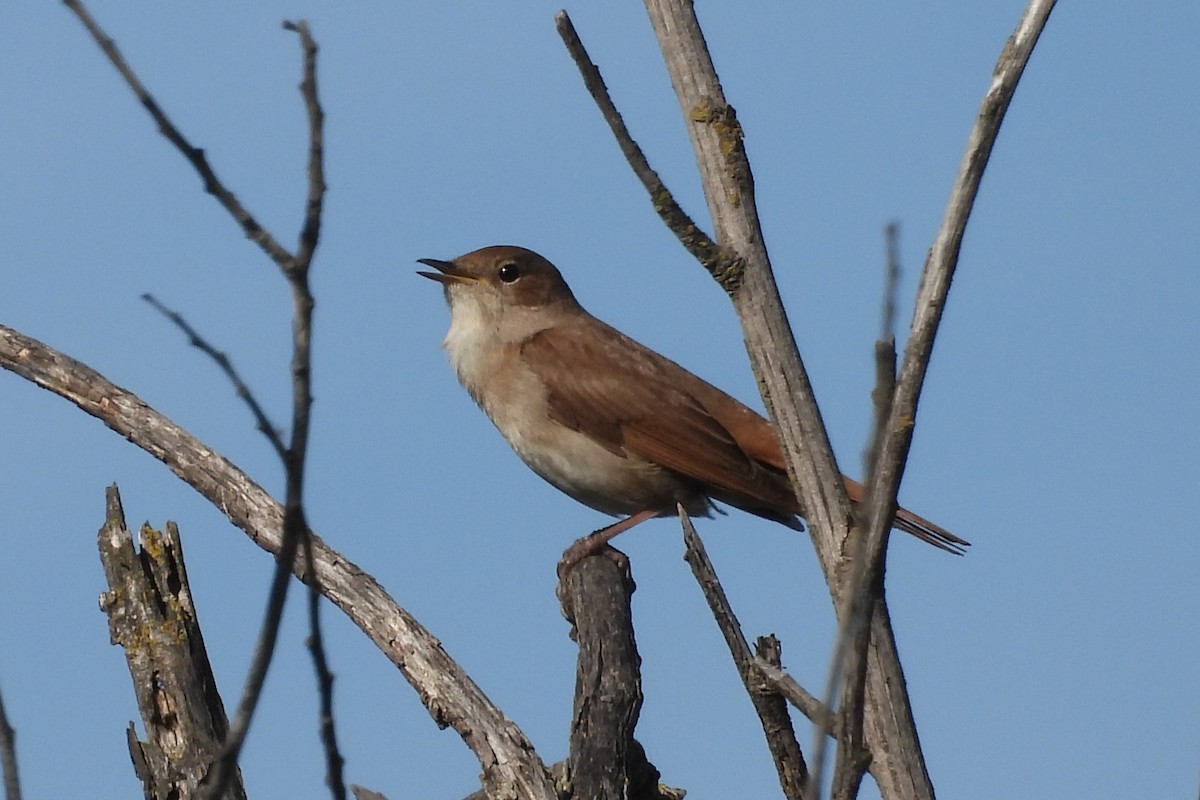 Common Nightingale - ML618569397