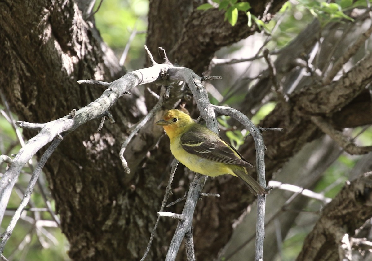 Western Tanager - ML618569404