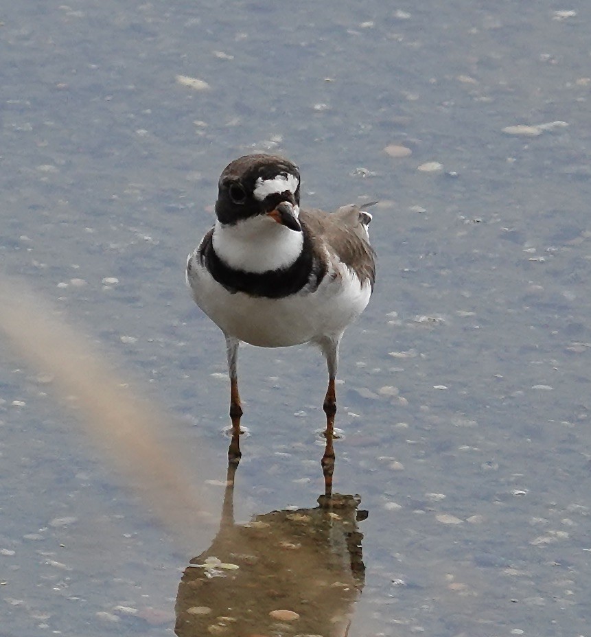 Semipalmated Plover - ML618569461