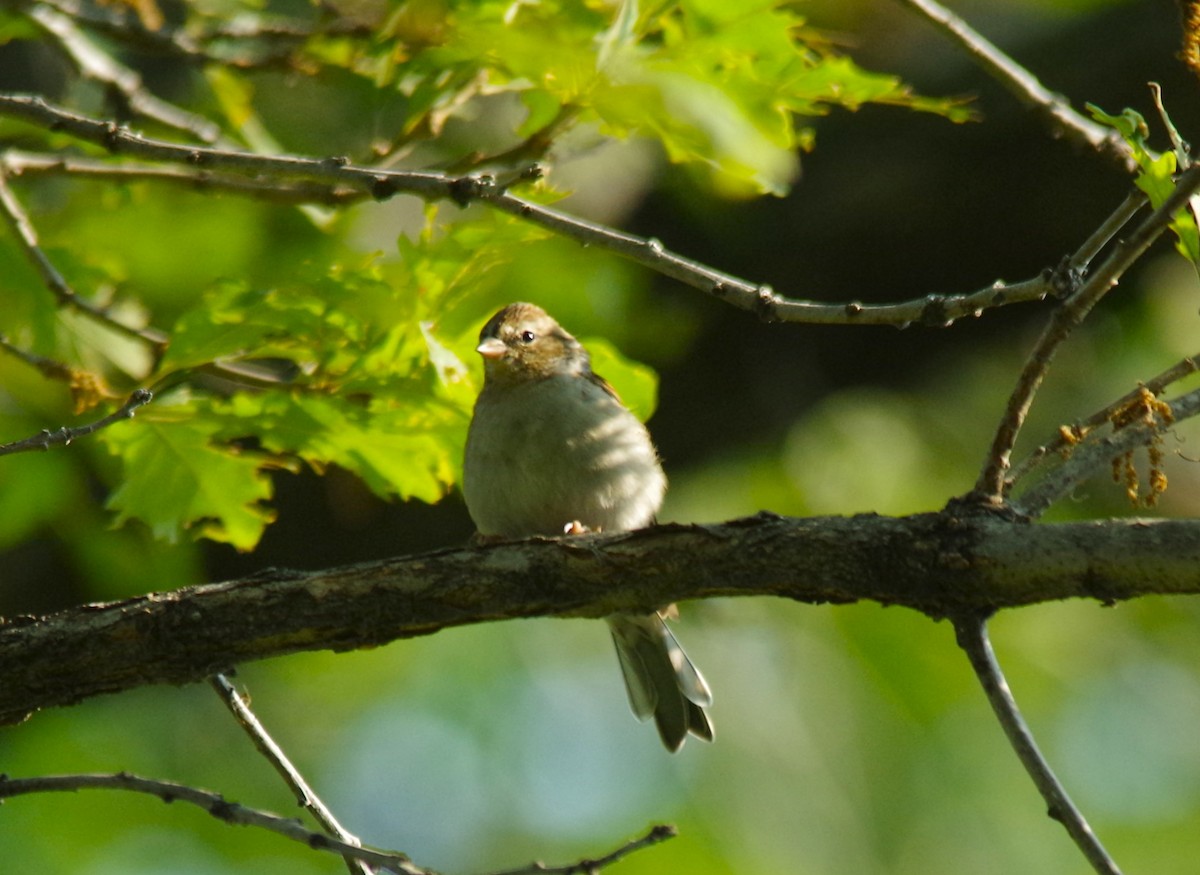 Clay-colored Sparrow - Jeff Ogden