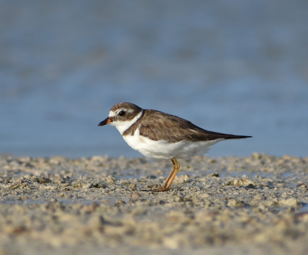 Semipalmated Plover - ML618569553