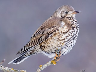 Mistle Thrush - eBird